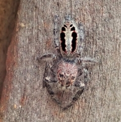 Sandalodes superbus at Cook, ACT - 10 Feb 2021 11:43 AM