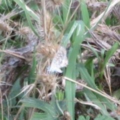 Theclinesthes serpentata (Saltbush Blue) at Lower Cotter Catchment - 11 Feb 2021 by Christine