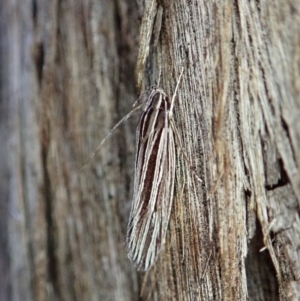 Leistarcha tenuistria at Holt, ACT - 11 Feb 2021