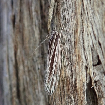 Leistarcha tenuistria (A Gelechioid moth (Xyloryctidae)) at Holt, ACT - 10 Feb 2021 by CathB