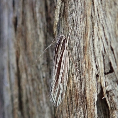 Leistarcha tenuistria (A Gelechioid moth (Xyloryctidae)) at Holt, ACT - 11 Feb 2021 by CathB