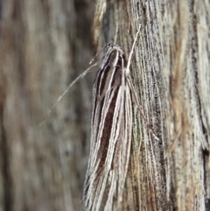 Leistarcha tenuistria at Holt, ACT - 11 Feb 2021