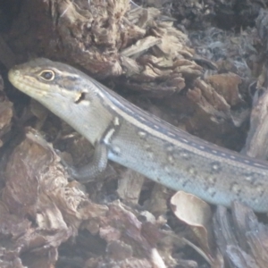 Liopholis whitii at Cotter River, ACT - 11 Feb 2021