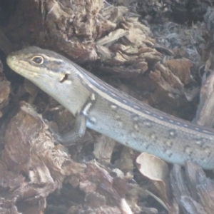 Liopholis whitii at Cotter River, ACT - 11 Feb 2021 05:24 PM