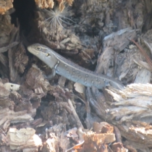 Liopholis whitii at Cotter River, ACT - 11 Feb 2021 05:24 PM