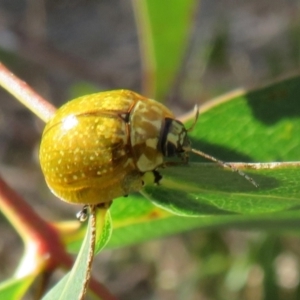 Paropsisterna cloelia at Cotter River, ACT - 11 Feb 2021