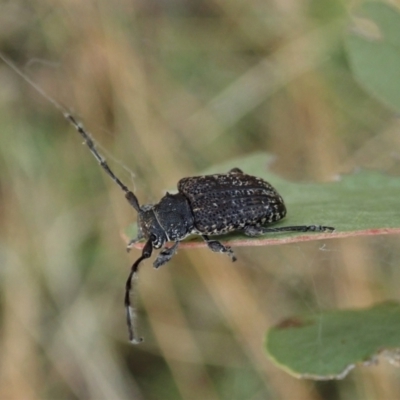 Ancita sp. (genus) (Longicorn or longhorn beetle) at Cook, ACT - 5 Feb 2021 by CathB