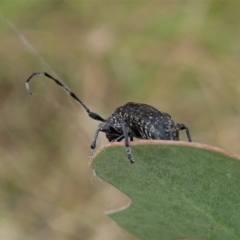 Ancita sp. (genus) at Cook, ACT - 5 Feb 2021