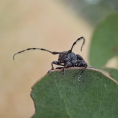 Ancita sp. (genus) at Cook, ACT - 5 Feb 2021