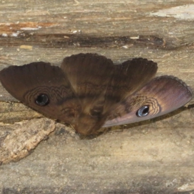 Dasypodia selenophora (Southern old lady moth) at Lower Cotter Catchment - 11 Feb 2021 by Christine