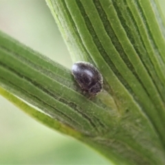 Coccinellidae (family) (Unidentified lady beetle) at Cook, ACT - 10 Feb 2021 by CathB