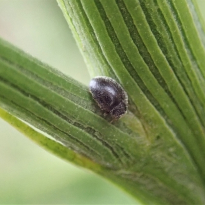 Coccinellidae (family) (Unidentified lady beetle) at Mount Painter - 9 Feb 2021 by CathB