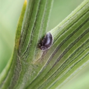 Coccinellidae (family) at Cook, ACT - 10 Feb 2021 10:55 AM