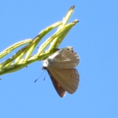 Nacaduba biocellata (Two-spotted Line-Blue) at Lower Cotter Catchment - 11 Feb 2021 by Christine