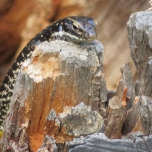 Eulamprus heatwolei at Cotter River, ACT - 11 Feb 2021