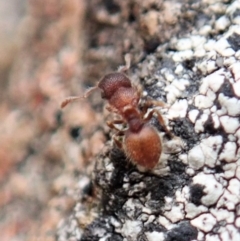 Meranoplus sp. (genus) (Shield Ant) at Mount Painter - 5 Feb 2021 by CathB