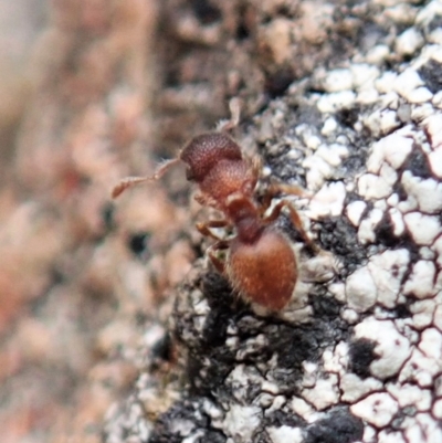 Meranoplus sp. (genus) (Shield Ant) at Mount Painter - 5 Feb 2021 by CathB