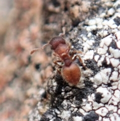 Meranoplus sp. (genus) (Shield Ant) at Cook, ACT - 5 Feb 2021 by CathB