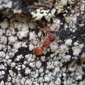 Meranoplus sp. (genus) at Cook, ACT - 5 Feb 2021