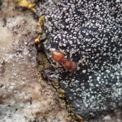 Meranoplus sp. (genus) at Cook, ACT - 5 Feb 2021