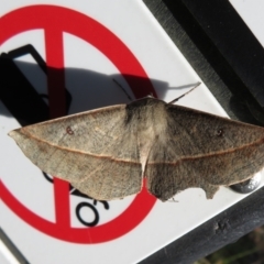 Phallaria ophiusaria (Large Leaf Moth) at Cotter River, ACT - 11 Feb 2021 by Christine