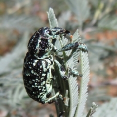 Chrysolopus spectabilis (Botany Bay Weevil) at Cotter River, ACT - 10 Feb 2021 by Christine