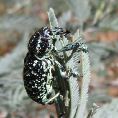 Chrysolopus spectabilis (Botany Bay Weevil) at Lower Cotter Catchment - 10 Feb 2021 by Christine