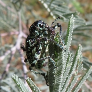 Chrysolopus spectabilis at Cotter River, ACT - 11 Feb 2021