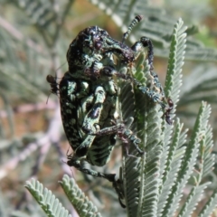 Chrysolopus spectabilis at Cotter River, ACT - 11 Feb 2021