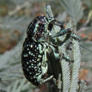 Chrysolopus spectabilis at Cotter River, ACT - 11 Feb 2021