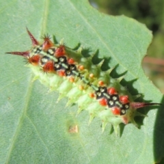 Doratifera quadriguttata and casta (Four-spotted Cup Moth) at Cotter River, ACT - 10 Feb 2021 by Christine