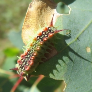 Doratifera quadriguttata and casta at Cotter River, ACT - 11 Feb 2021 10:41 AM