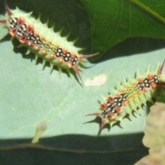 Doratifera quadriguttata and casta at Cotter River, ACT - 11 Feb 2021 10:41 AM