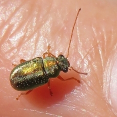 Eboo sp. (genus) (Eboo leaf beetle) at Cotter River, ACT - 11 Feb 2021 by Christine