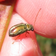 Eboo sp. (genus) at Cotter River, ACT - 11 Feb 2021