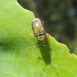 Eboo sp. (genus) at Cotter River, ACT - 11 Feb 2021