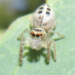Opisthoncus sexmaculatus (Six-marked jumping spider) at Cotter River, ACT - 10 Feb 2021 by Christine