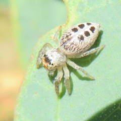 Opisthoncus sexmaculatus at Cotter River, ACT - 11 Feb 2021 10:42 AM