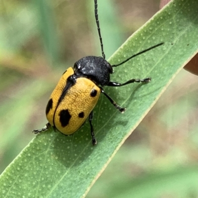 Cadmus (Cadmus) litigiosus (Leaf beetle) at Murrumbateman, NSW - 12 Feb 2021 by SimoneC