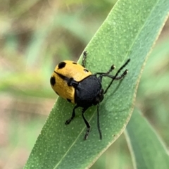 Cadmus (Cadmus) litigiosus at Murrumbateman, NSW - 12 Feb 2021