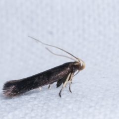 Cosmopterigidae (family) (Unidentified Cosmopterigid moth) at Melba, ACT - 10 Feb 2021 by kasiaaus