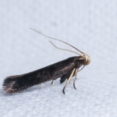 Cosmopterigidae (family) at Melba, ACT - 10 Feb 2021 10:19 PM