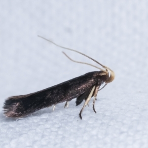 Cosmopterigidae (family) at Melba, ACT - 10 Feb 2021 10:19 PM