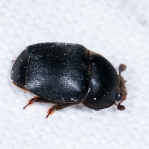 Aethina sp. (genus) at Melba, ACT - 10 Feb 2021