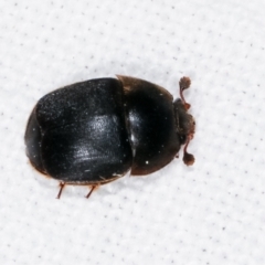 Aethina sp. (genus) at Melba, ACT - 10 Feb 2021