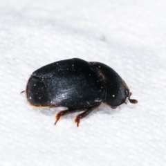 Aethina sp. (genus) at Melba, ACT - 10 Feb 2021