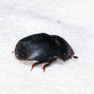 Aethina sp. (genus) at Melba, ACT - 10 Feb 2021