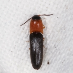 Elateridae sp. (family) (Unidentified click beetle) at Melba, ACT - 10 Feb 2021 by kasiaaus