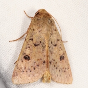 Heliothis punctifera at Melba, ACT - 10 Feb 2021