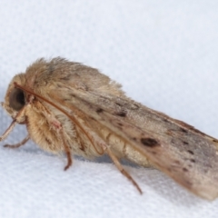 Heliothis punctifera at Melba, ACT - 10 Feb 2021 10:22 PM